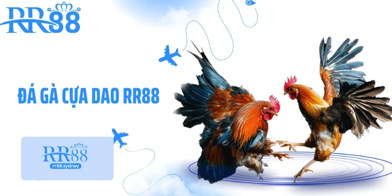 Đá Gà Cựa Dao RR88 - Chọi Kê Kịch Tính Với Tốc Độ Dồn Dập