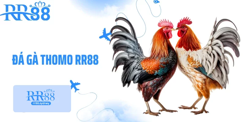 Đá Gà Thomo RR88 - Sân Chơi Chọi Kê Khốc Liệt, Đẫm Máu