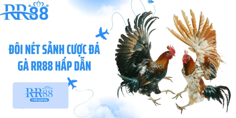 Đôi nét sảnh cược đá gà RR88 hấp dẫn Đôi nét sảnh cược đá gà RR88 hấp dẫn