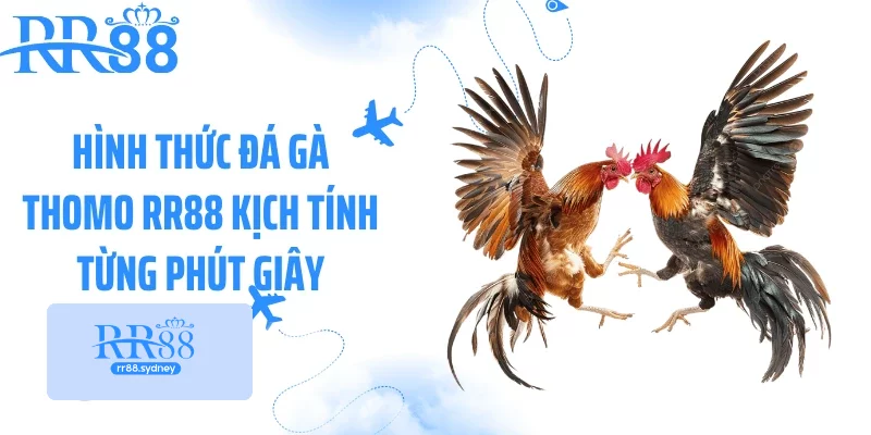 Hình thức đá gà thomo RR88 kịch tính từng phút giây Hình thức đá gà thomo RR88 kịch tính từng phút giây