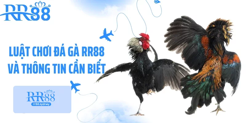 Luật chơi đá gà RR88 và thông tin cần biết Luật chơi đá gà RR88 và thông tin cần biết