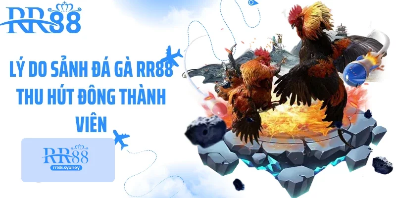 Lý do sảnh đá gà RR88 thu hút đông thành viên Lý do sảnh đá gà RR88 thu hút đông thành viên