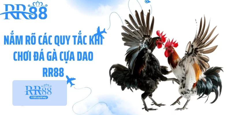 Nắm rõ các quy tắc khi chơi đá gà cựa dao RR88 Nắm rõ các quy tắc khi chơi đá gà cựa dao RR88