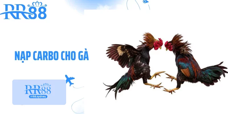 Cách Nạp Carbo Cho Gà - Bí Quyết Tăng Sức Bền Và Phong Độ