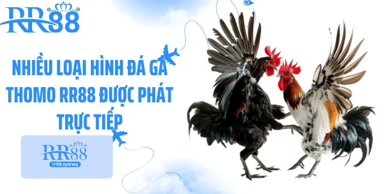 Nhiều loại hình đá gà thomo RR88 được phát trực tiếp Nhiều loại hình đá gà thomo RR88 được phát trực tiếp