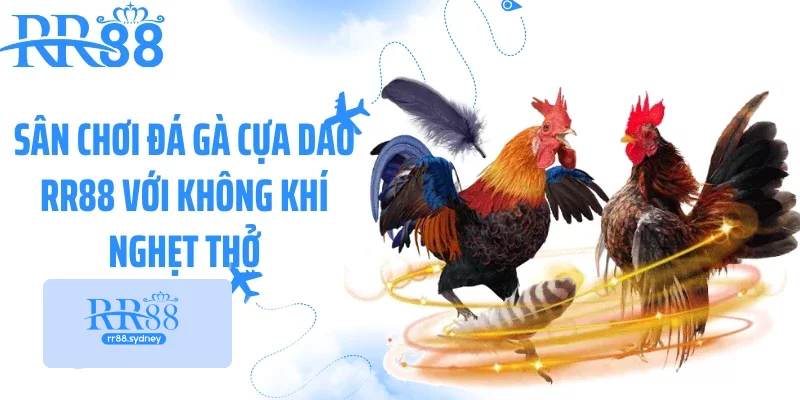 Sân chơi đá gà cựa dao RR88 với không khí nghẹt thở Sân chơi đá gà cựa dao RR88 với không khí nghẹt thở