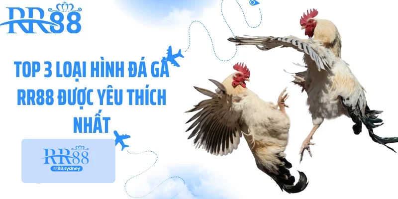 Top 3 loại hình đá gà RR88 được yêu thích nhất Top 3 loại hình đá gà RR88 được yêu thích nhất