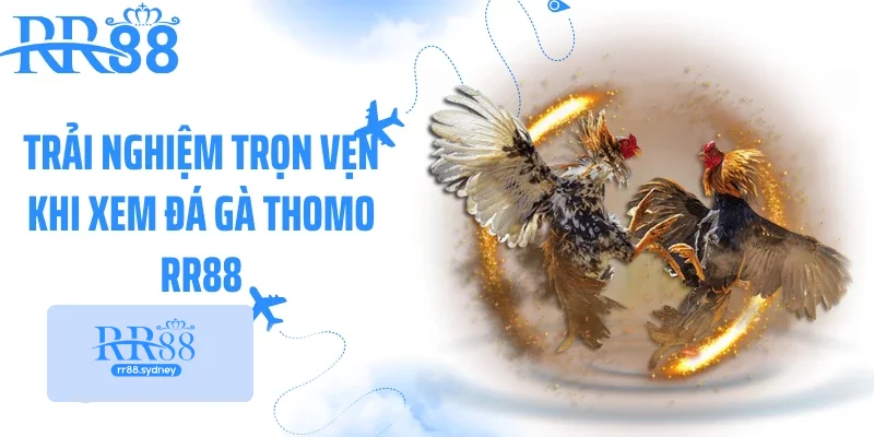 Trải nghiệm trọn vẹn khi xem đá gà thomo RR88 Trải nghiệm trọn vẹn khi xem đá gà thomo RR88