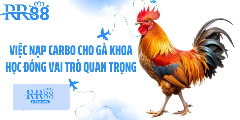 Việc nạp Carbo cho gà khoa học đóng vai trò quan trọng Việc nạp Carbo cho gà khoa học đóng vai trò quan trọng