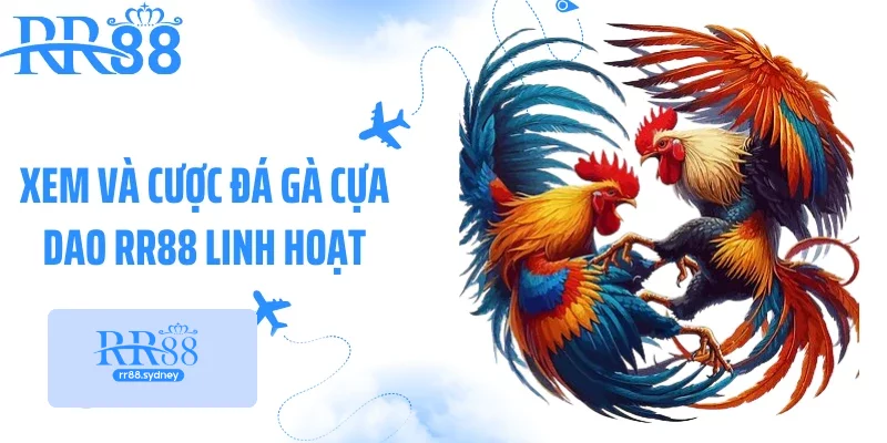 Xem và cược đá gà cựa dao RR88 linh hoạt Xem và cược đá gà cựa dao RR88 linh hoạt